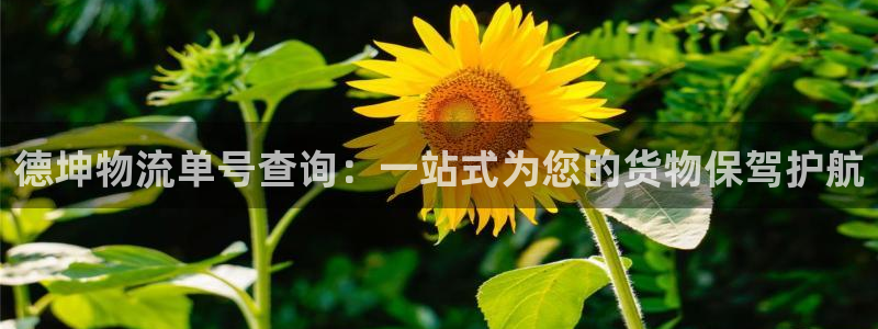 多多28电子：德坤物流单号查询：一站