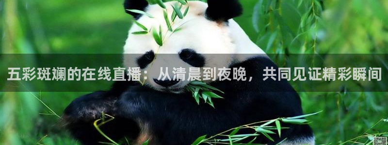 熊猫体育app：五彩斑斓的在线直播：从清晨到夜晚，共同见证精彩瞬间